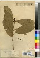 Image result for Rinorea brachypetala