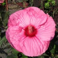 The hardiness largely depends on the specific variety. Hibiscus Hardy Costa Farms