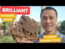 Brilliant Alabama Petrified wood