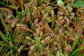 Image result for Drosera madagascariensis