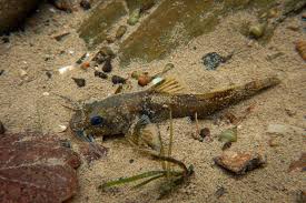 Image result for Platostoma montanum