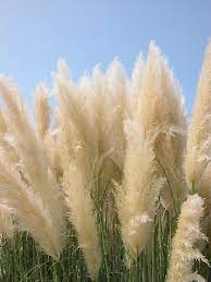 Extend Your Outdoor Living Home Improvement Diy Network Ornamental Grasses Grasses Landscaping Lawn And Garden