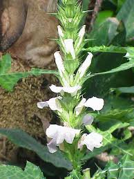 Image result for Acanthus montanus