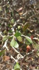 Image result for Terminalia kilimandscharica