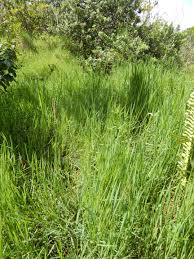 Image result for Digitaria debilis