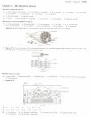 Results for chapter 6 the muscular system anatomy and physiology coloring workbook answer key high. Muscular System Review Key Answers Chapter 6 3 3 Chapter 6 The Muscular System Overview Of Muscle Tissues 1 1 A Or Cardiac B Or Smooth 2 A Or Cardiac Course Hero