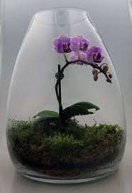 Orchid Terrarium Maybe My Orchid Would Like This Better Than Sitting On The Kitchen Windowsill Orchid Terrarium Plants Terrarium Plants