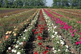 Pin By Flowers In Heart On Rose S Garden Farms Farm Gardens Garden Farmland