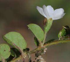 Image result for Evolvulus nummularius