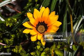 Image result for Hermbstaedtia linearis