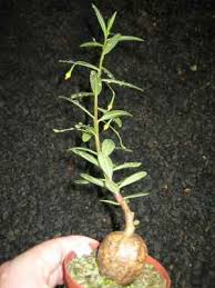 Image result for Talinum crispatulum