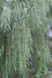 Image result for Cupressus funebris