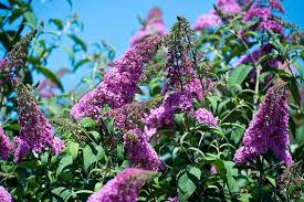 Image result for buddleia davidii