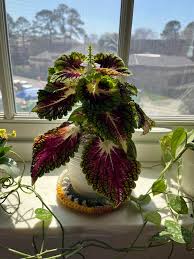Image result for Coleus