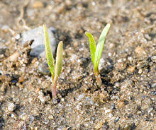 See full list on wikihow.com Carrot Wikipedia