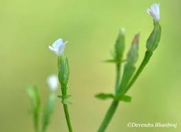 Image result for Canscora alata