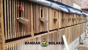 Bahan pembuatan dinding kandang bisa berupa bambu ataupun kawat. 3 Ukuran Jenis Kandang Ayam Bangkok Dan Cara Membuatnya
