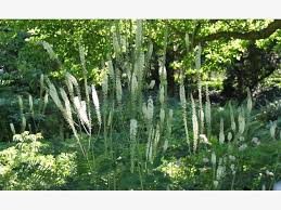 Themen Special Schattengarten Schattengarten Schattenpflanzen Garten