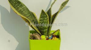 You will notice these indoor plant bugs crawling out of the potting soil, or flying around your plant when you water or otherwise disturb the soil. 10 Benefits Of Snake Plants Plantdecors Blog