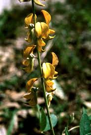 Image result for Crotalaria parvula