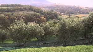 We Are Excited To Take You On A Tour Of Our Farms And Introduce You To The People Who Make Jovial S Organic Extra Virgin Olive Oil Extra Virgin Olive Oil Olive