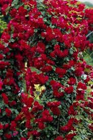 Check spelling or type a new query. Beautiful Red Rose Flowers Free Download Beautiful Pictures Of Rose Flowers Free Download 1200x1800 Wallpaper Teahub Io