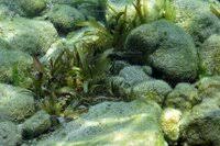 Image result for Limnophyton angolense