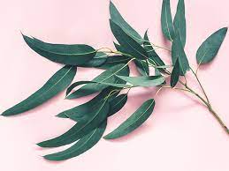 Check spelling or type a new query. 7 Impressive Benefits Of Eucalyptus Leaves