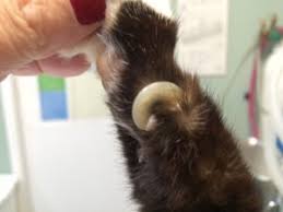 Buy dog training pad at amazing discounts from trusted suppliers and manufactures. 3 Painful Reasons To Trim Your Dogs Nails Moncton Animal Hospital