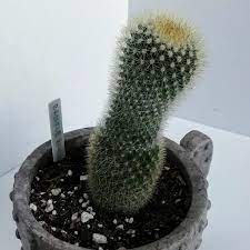 Brush off glochids using a nylon stocking. Plants Pups Bristle Brush Cactus 1 13 19