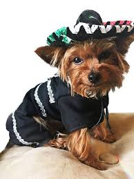 Premium Mariachi Dog Costume Mariachi Outfit For Dogs Mexican Dog Costume Mariachi Dog Cinco De Mayo Dog Costume Small Dog Costumes Dog Clothes Dog Costume
