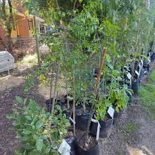 Image result for Heywoodia