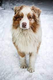 reminds me of when angel was able to spend her last christmas in the snow she loved it australian shepherd puppies australian shepherd dogs aussie dogs