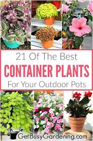 Maybe you would like to learn more about one of these? 21 Best Container Plants For Pots Outdoors Patio Container Gardening Container Gardening Flowers Potted Plants Outdoor
