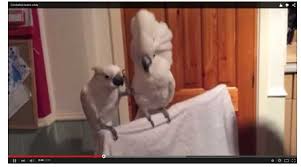 Birds Dancing To Music Cockatoo Video Viral Cockatoo Video Elvis King Of Rock N Roll Elvis Presley Bird Dancing To Elvis Song Dont Be Cruel Cockatoo Bird Elvis Presley Songs