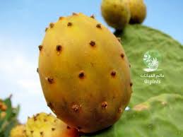 عالم النباتات Iplnts Vegetables Plants Potatoes