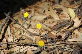 Image result for Hypochaeris radicata