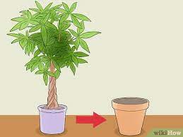 Check spelling or type a new query. 4 Ways To Care For A Money Tree Wikihow