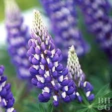 Check spelling or type a new query. 8 Easy Perennials For The Pacific Northwest Easy Perennials Annual Plants Shade Plants