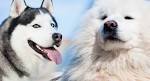 Siberian Husky Dog Breed Information - American Kennel Club