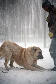 The Powefull Kangal Kangal Kopegi Kedi Kopek Kopek