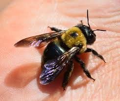 Carpenter Bees Sting Carpenter Beessting Carpenter Bee Eastern Carpenter Bee Carpenter Bees Nest