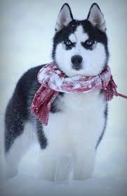 dashing siberian husky animals beautiful cute dogs siberian husky