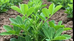 Image result for Arachis hypogaea