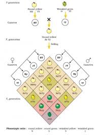 How do the punnett squares for a monohybrid cross and a dihybrid cross differ? Explain Dihybrid Cross With Suitable Example