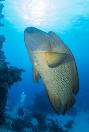 16 Endangered Marine Animals Endangered Species Day