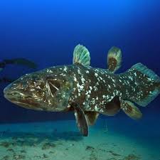 Image result for Coelachyrum