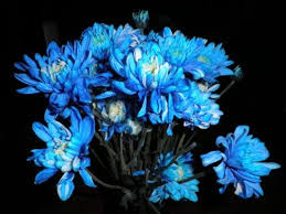 Blue Chrysanthemums Blue Flower Names Types Of Blue Flowers Chrysanthemum Seeds