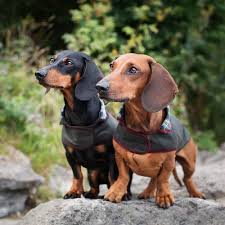 Breeders of merit are denoted by level in ascending order of: Dachshund Couture The Dachshund Outfitter