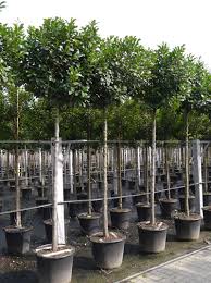 Werde benachrichtigt, sobald neue kirschlorbeer etna angebote da sind. Prunus Laurocerasus Etna Hochstamm Kirschlorbeer Etna Gunstig Kaufen